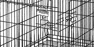 Célia Gondol : Cages