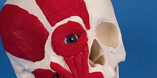 Anatomie (en) plastique