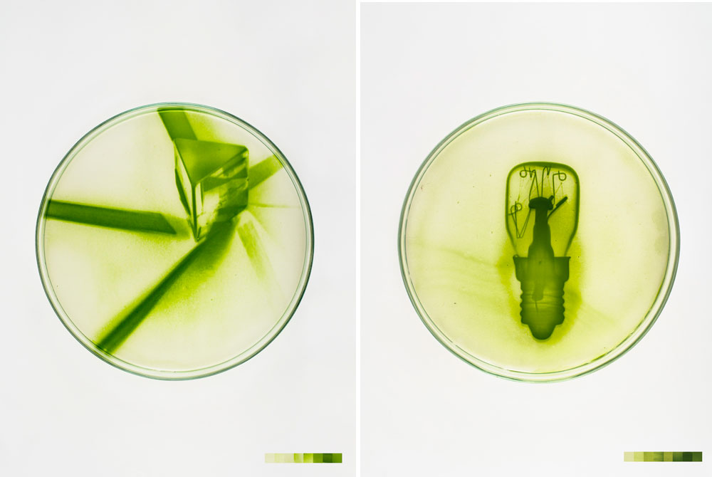 Lia Giraud: Algae-Graphies